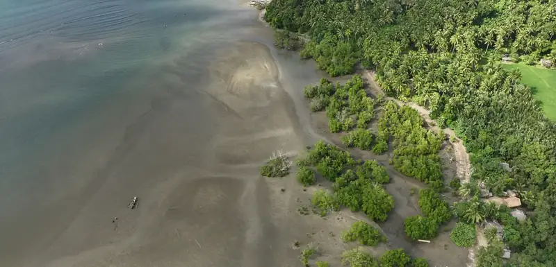 Mangroves along a tidal shore in Bicol, from the air