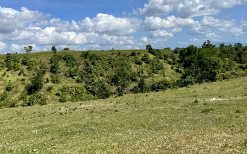 Open grassland with scattered trees on rolling hills in Mindoro