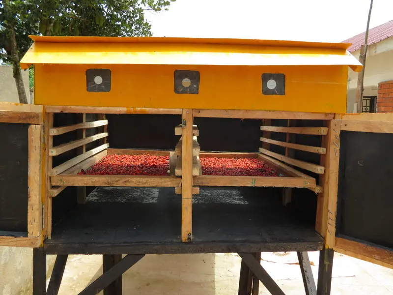 A yellow solar cabinet dryer with trays of red coffee cherries