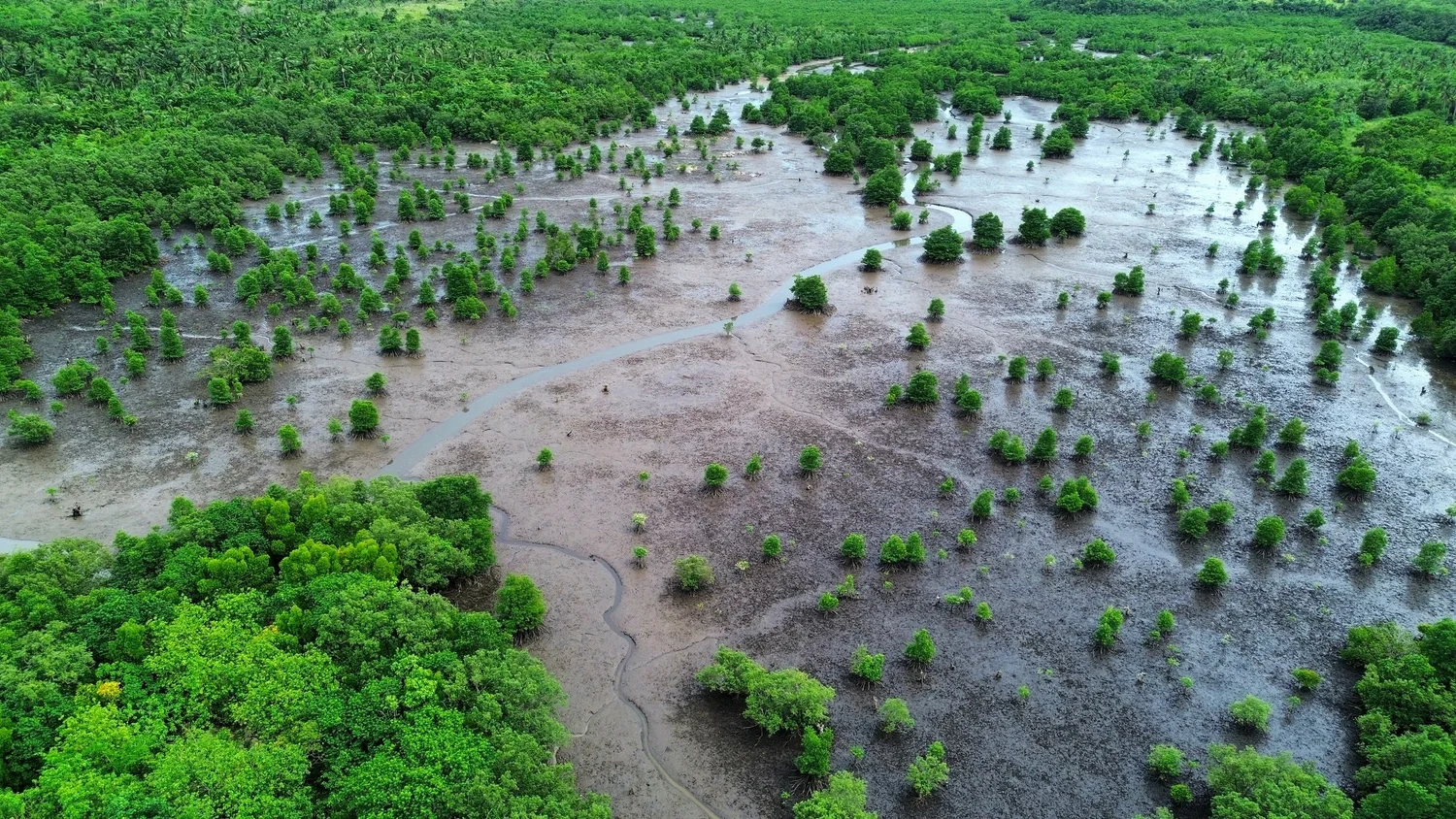 Aerial view of degraded coastal tidal flats with sparse mangrove regrowth and tidal channels