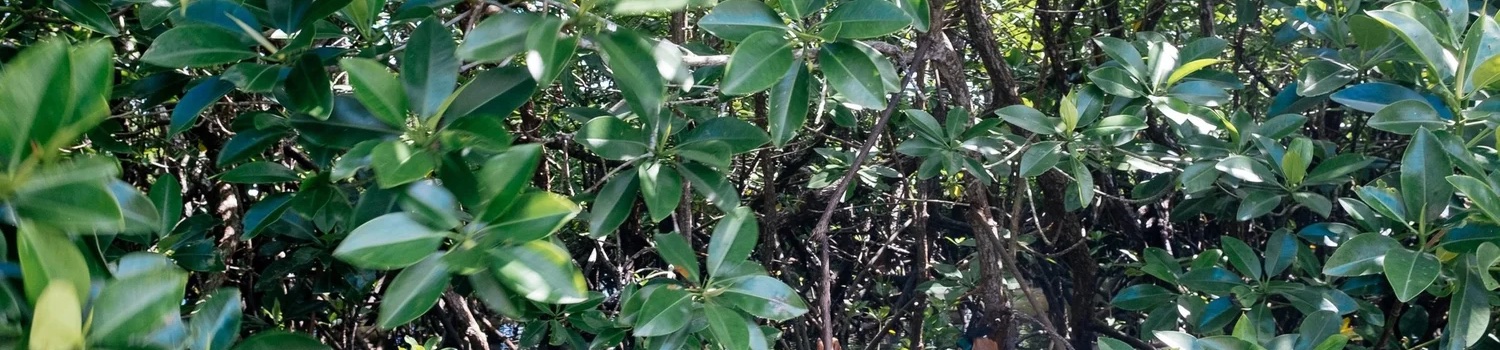 Dense mangrove canopy and prop roots over shallow tidal water