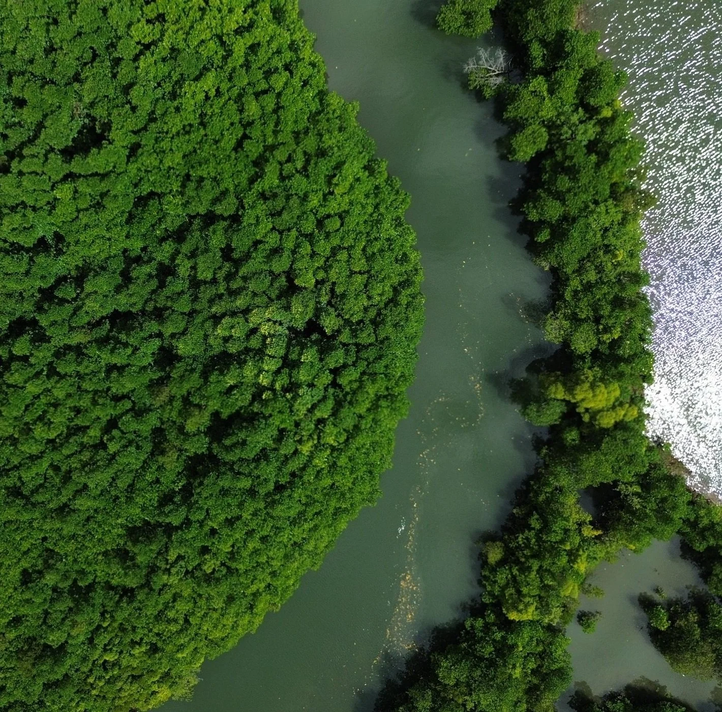 Overhead drone view of intact mangrove canopy divided by a tidal channel