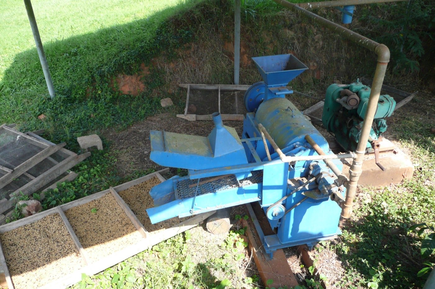 Blue belt-driven coffee huller with a small diesel engine, beside wooden trays of drying coffee