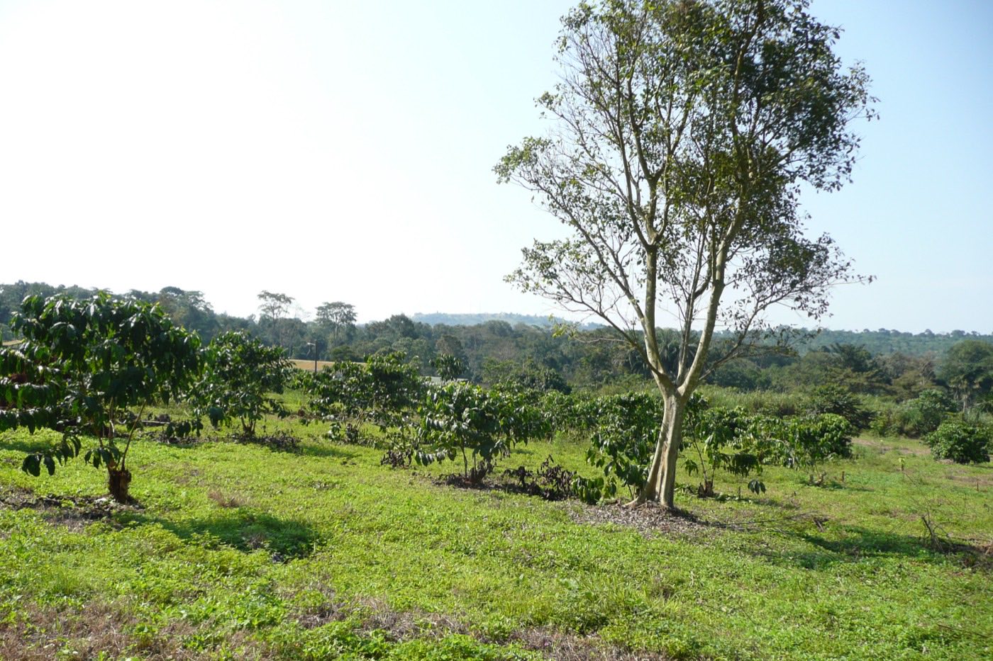 Young coffee bushes in rows on green ground cover, with scattered mature shade trees and forest on the horizon